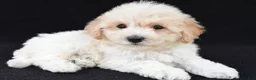 Cavachon dogs for sale: Joy - Ad 2