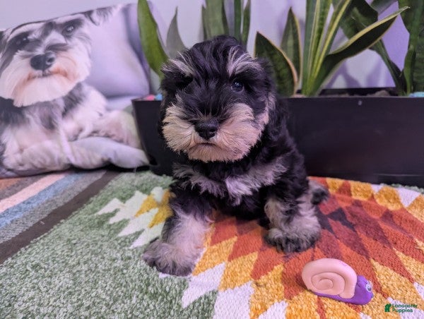 Miniature Schnauzer dogs Wilbur - Ad 1