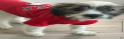 Mixed Breed dogs for sale: Jack  - Ad 7