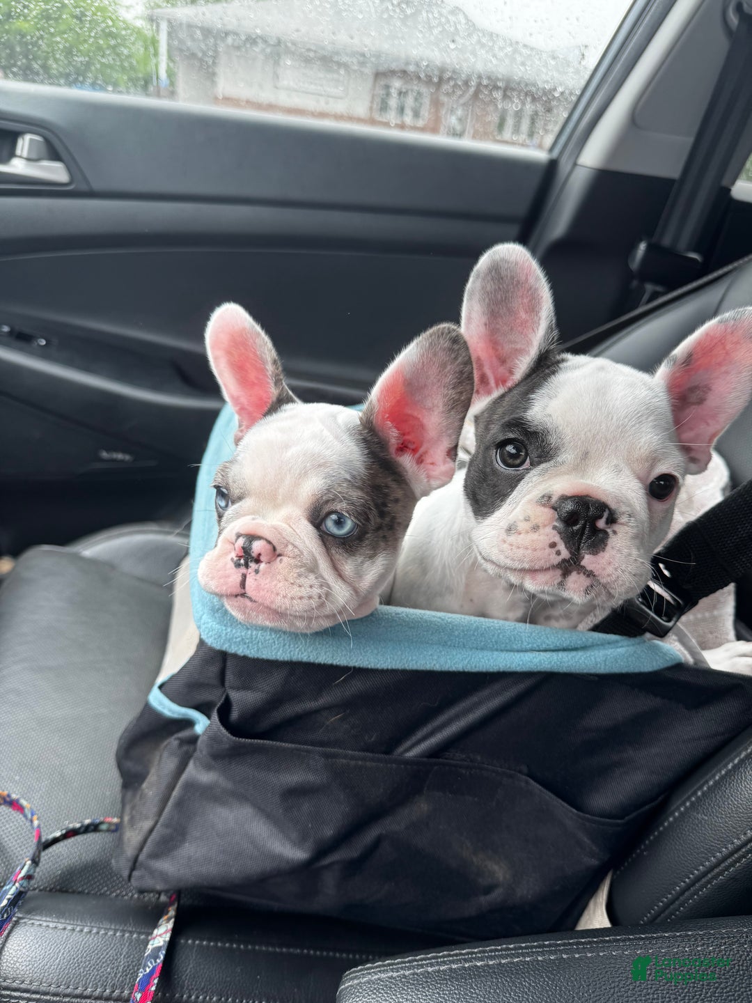 French Bulldog dogs for sale: French Bulldog Puppy 2 “Whisp” - Ad 4