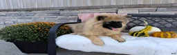 Keeshond dogs for sale: Deanna - Ad 3