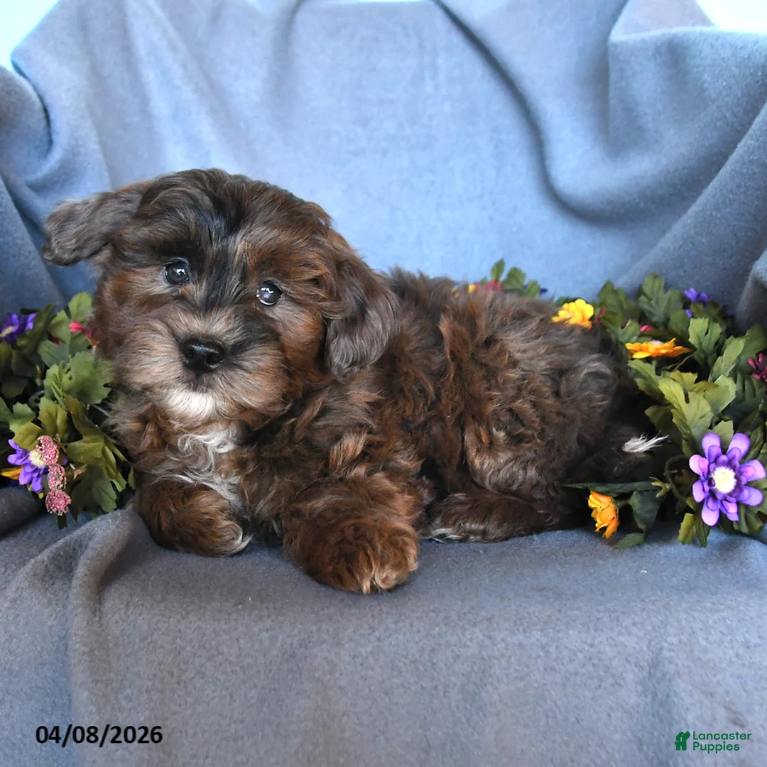 Pomapoo dogs for sale: Bullet - Ad 3