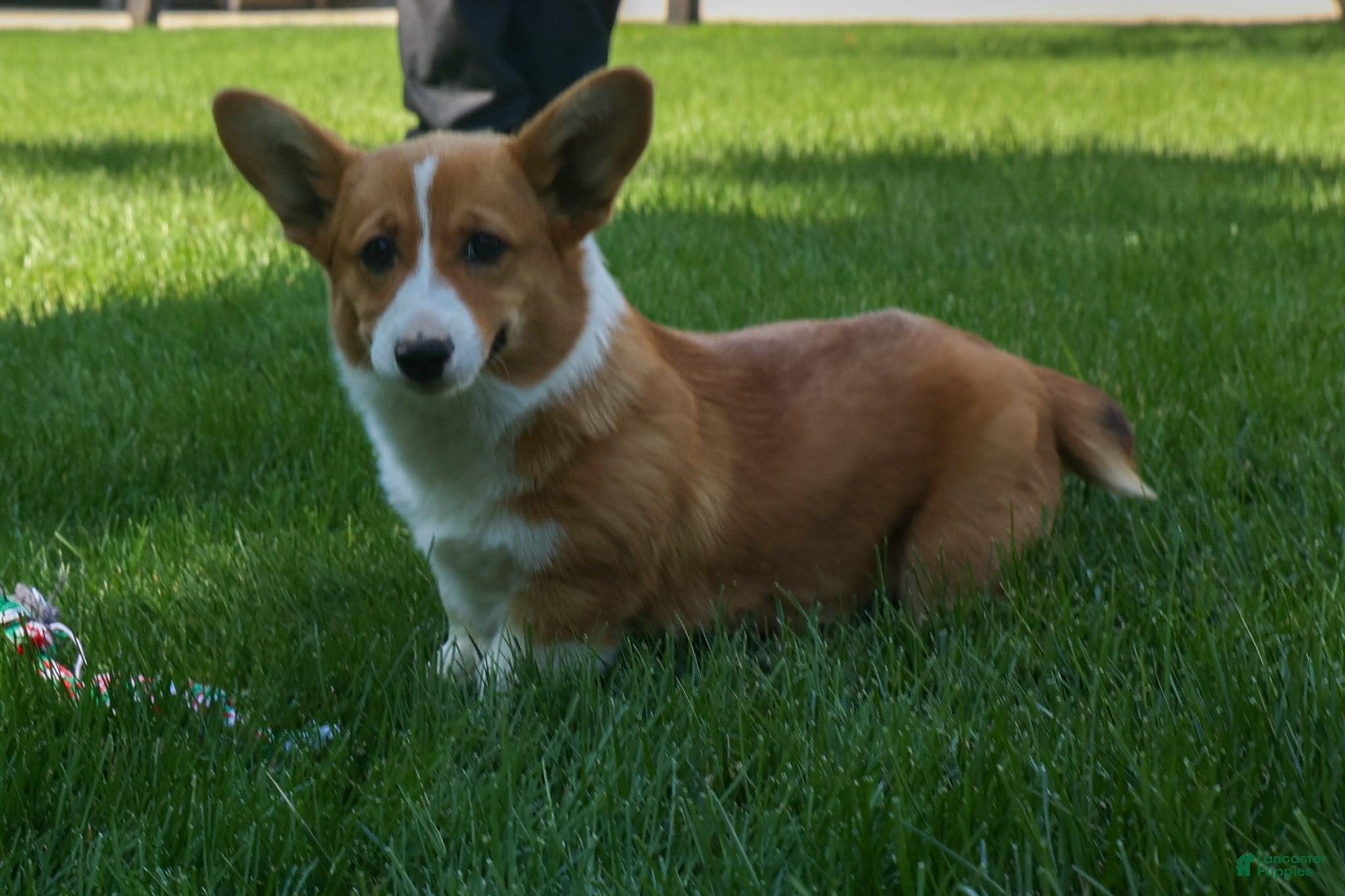 Welsh Corgi Pembroke dogs 🐾 MEET WREN 🐶❤️ - Ad 1