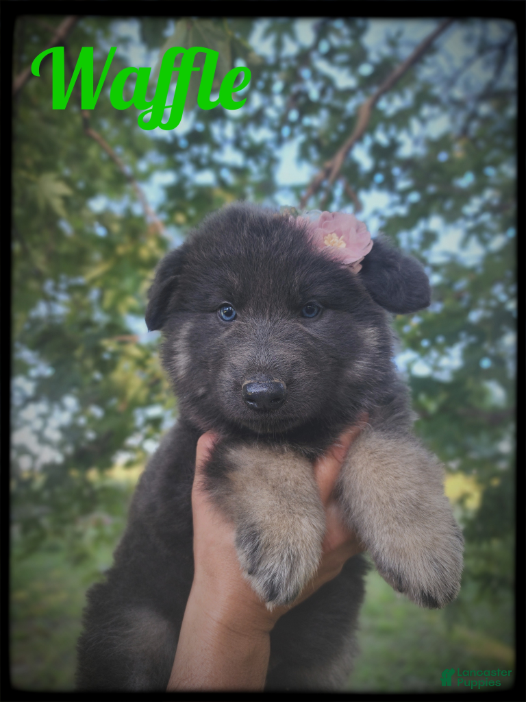 German Shepherd dogs Waffle - Ad 1