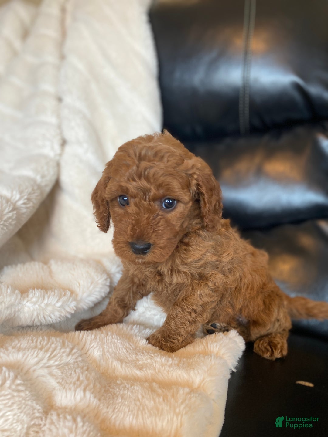Mixed Breed dogs for sale: Cole - Ad 6