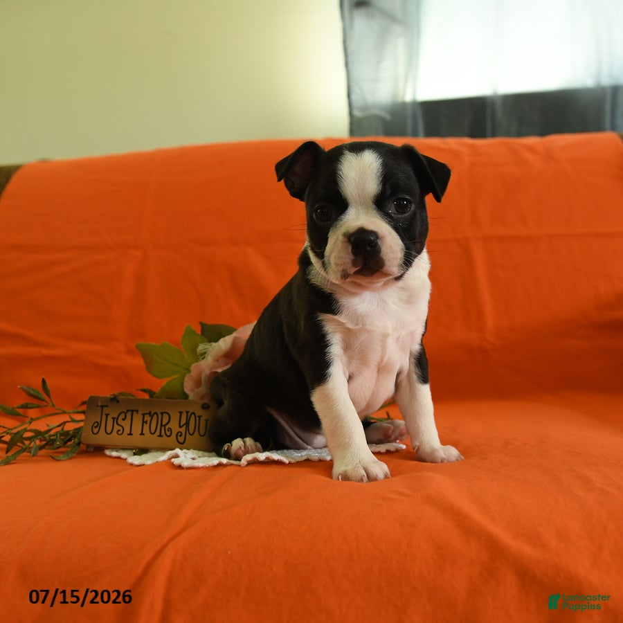 Boston Terrier dogs Willow - Ad 1