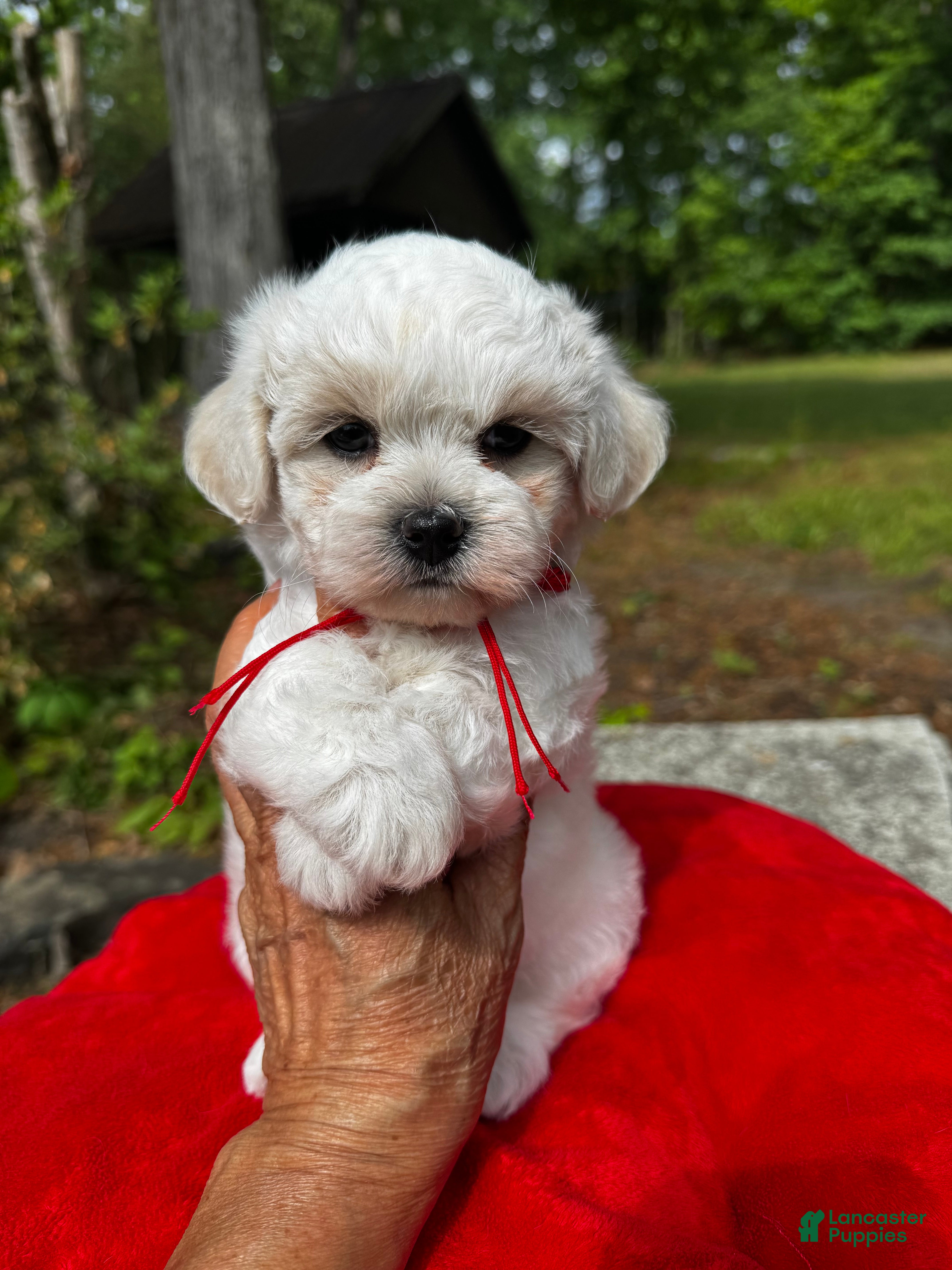 Maltipoo dogs LEO-1 - Ad 8