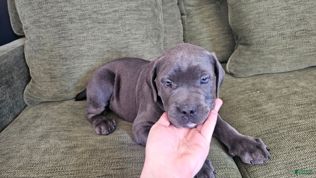 Mixed Breed dogs for sale: Clare - Image 14