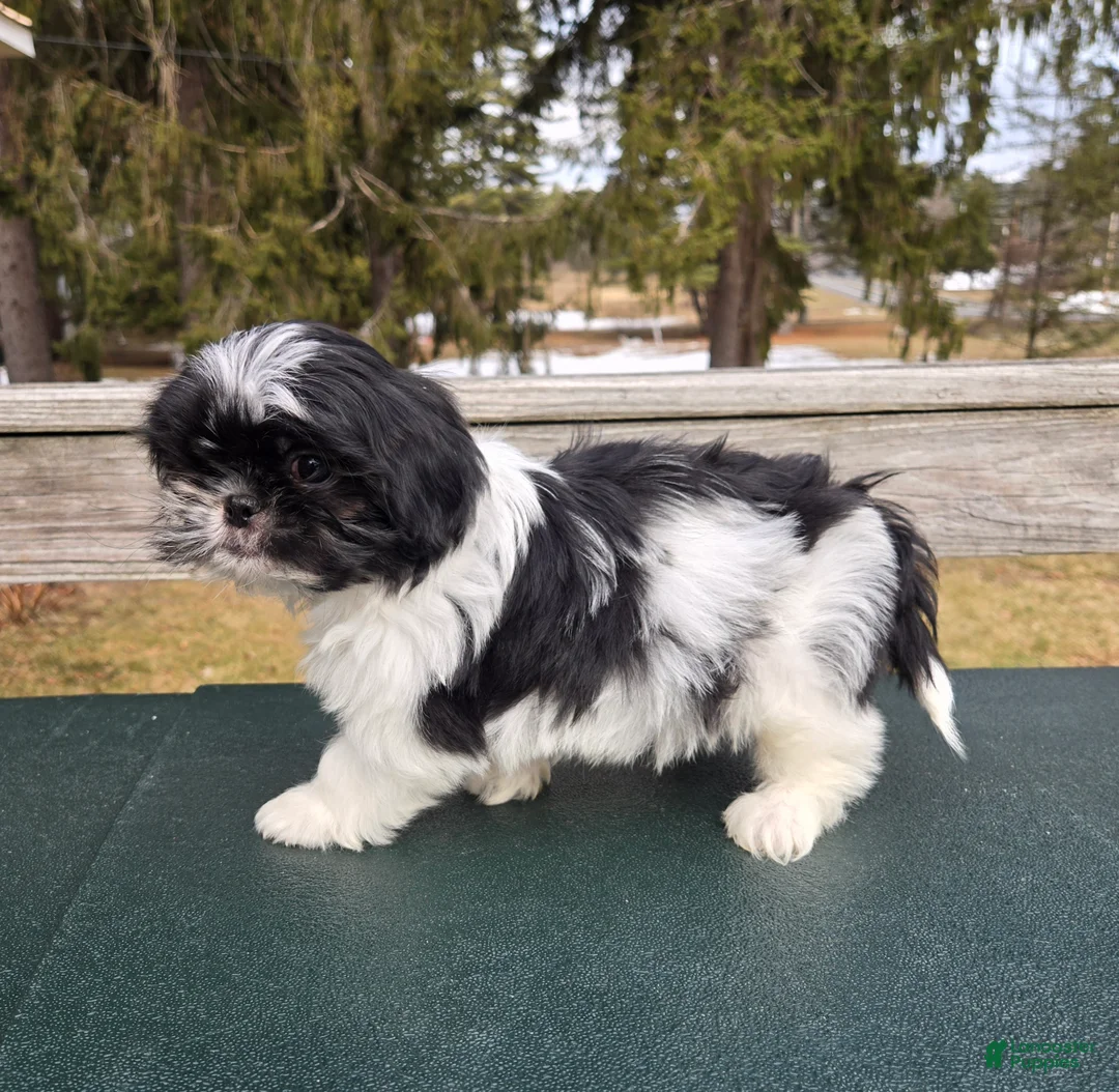Mixed Breed dogs for sale: Oreo  - Ad 1
