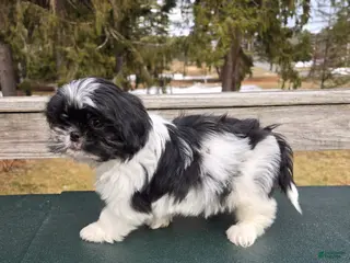 Mixed Breed dogs Oreo - Ad 3