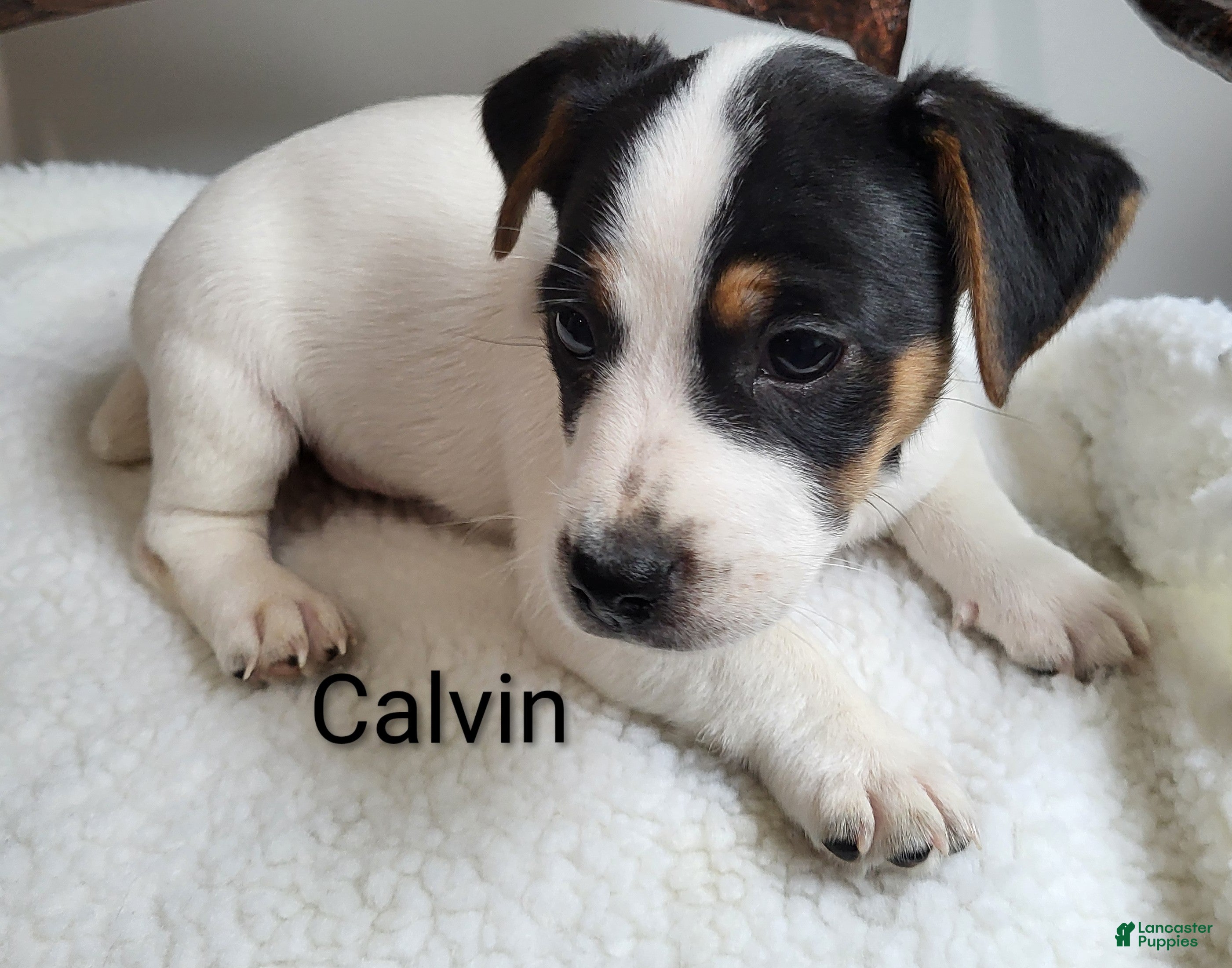 Jack Russell Terrier dogs Jack Russell Terrier 2 - Ad 2