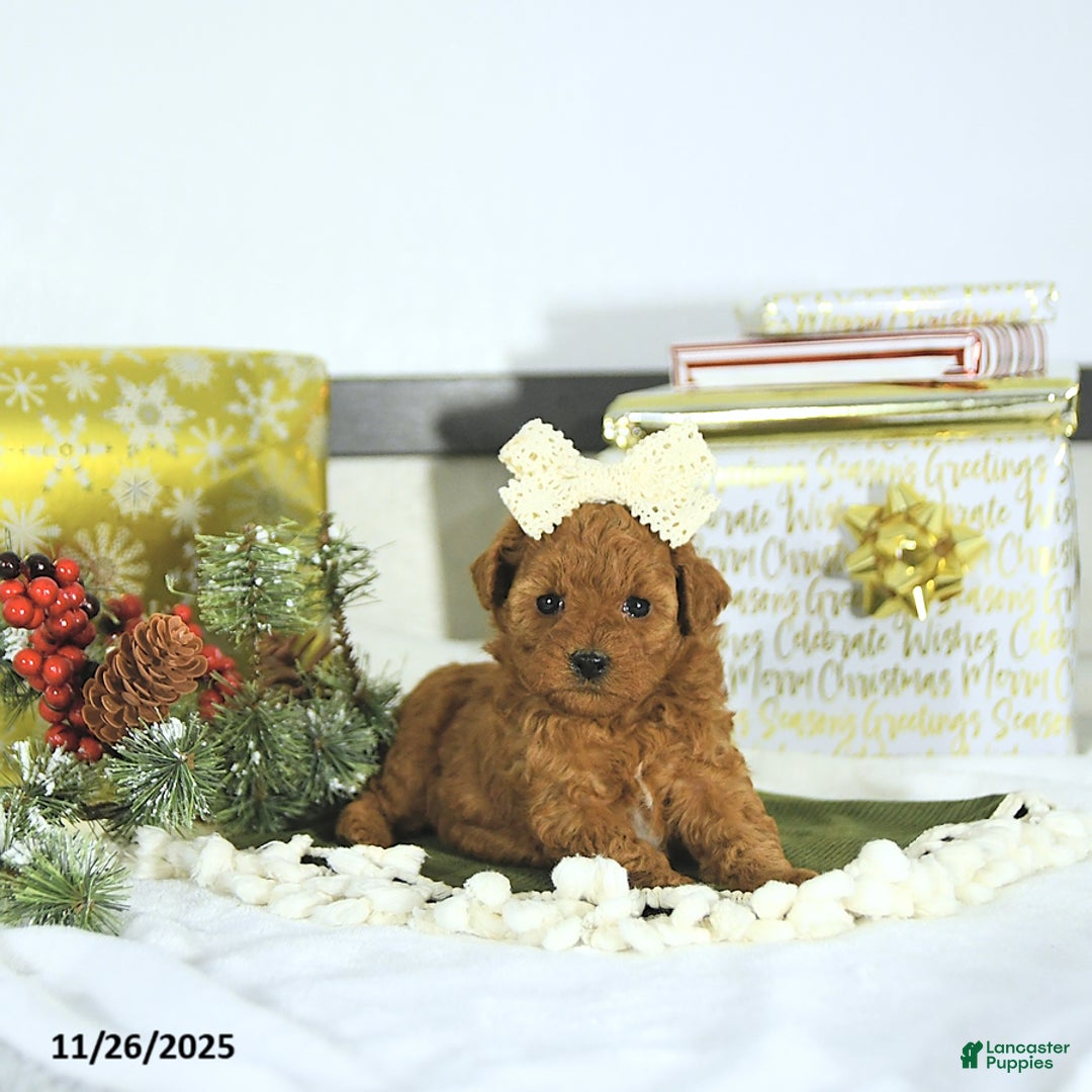 Toy Poodle dogs for sale: Sofia - Ad 9