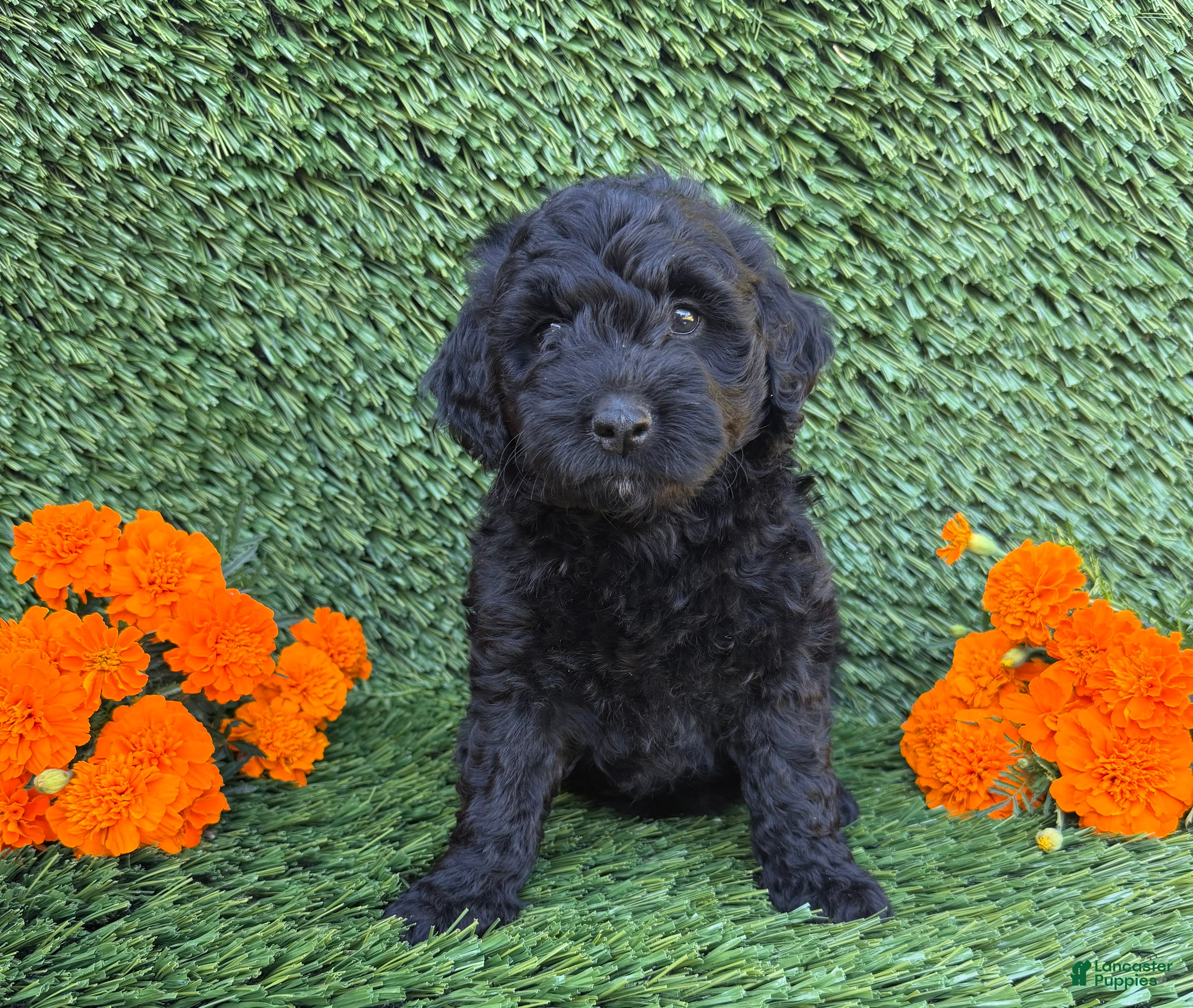 Mini Goldendoodle dogs Sadie - Ad 1