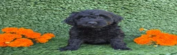 Mini Goldendoodle dogs for sale: Sadie - Ad 1