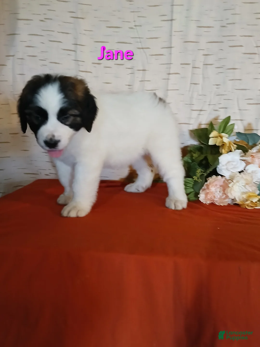 Saint Bernard dogs for sale: Jane  - Ad 1