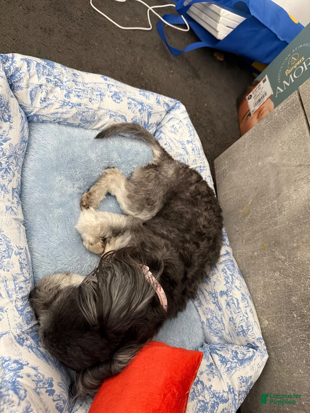 Mixed Breed dogs for sale: Mixed Breed 1 - Ad 2