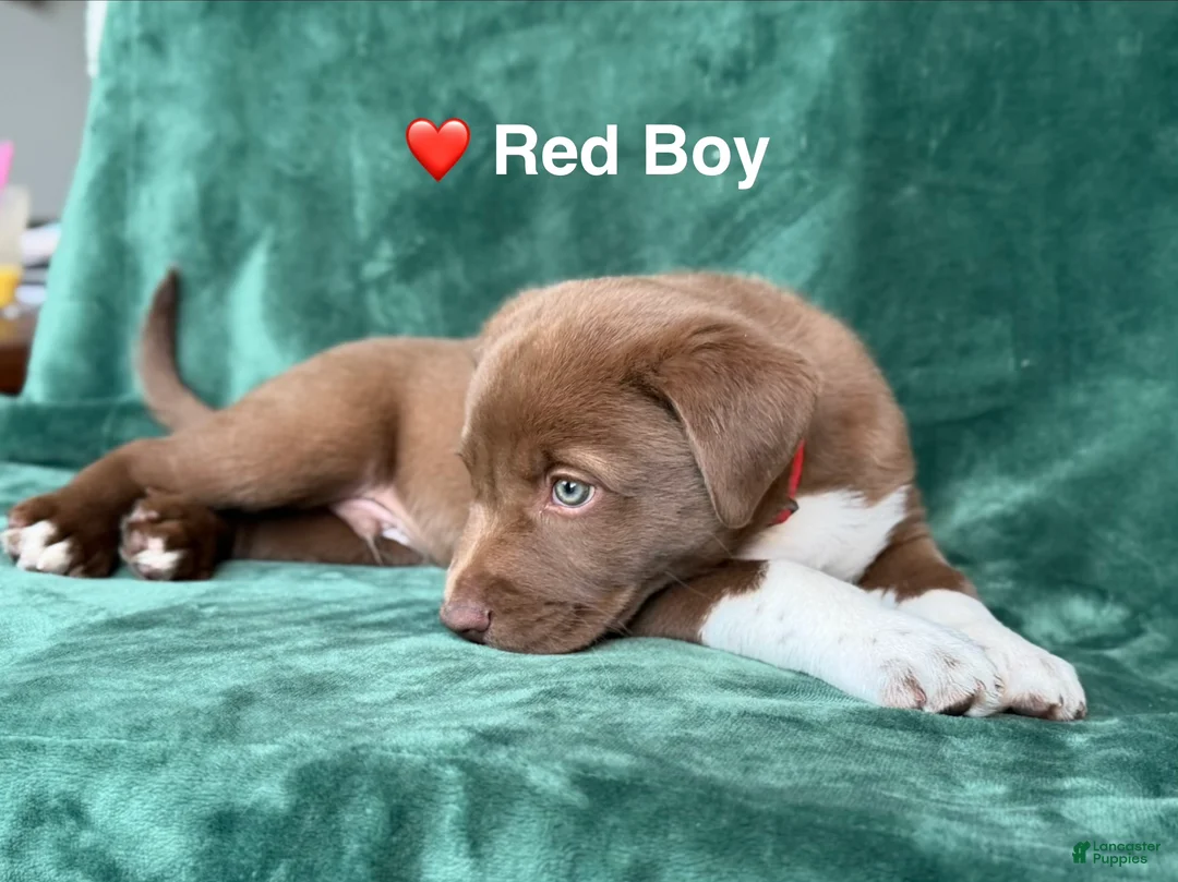 Mixed Breed dogs for sale: Red - Ad 2