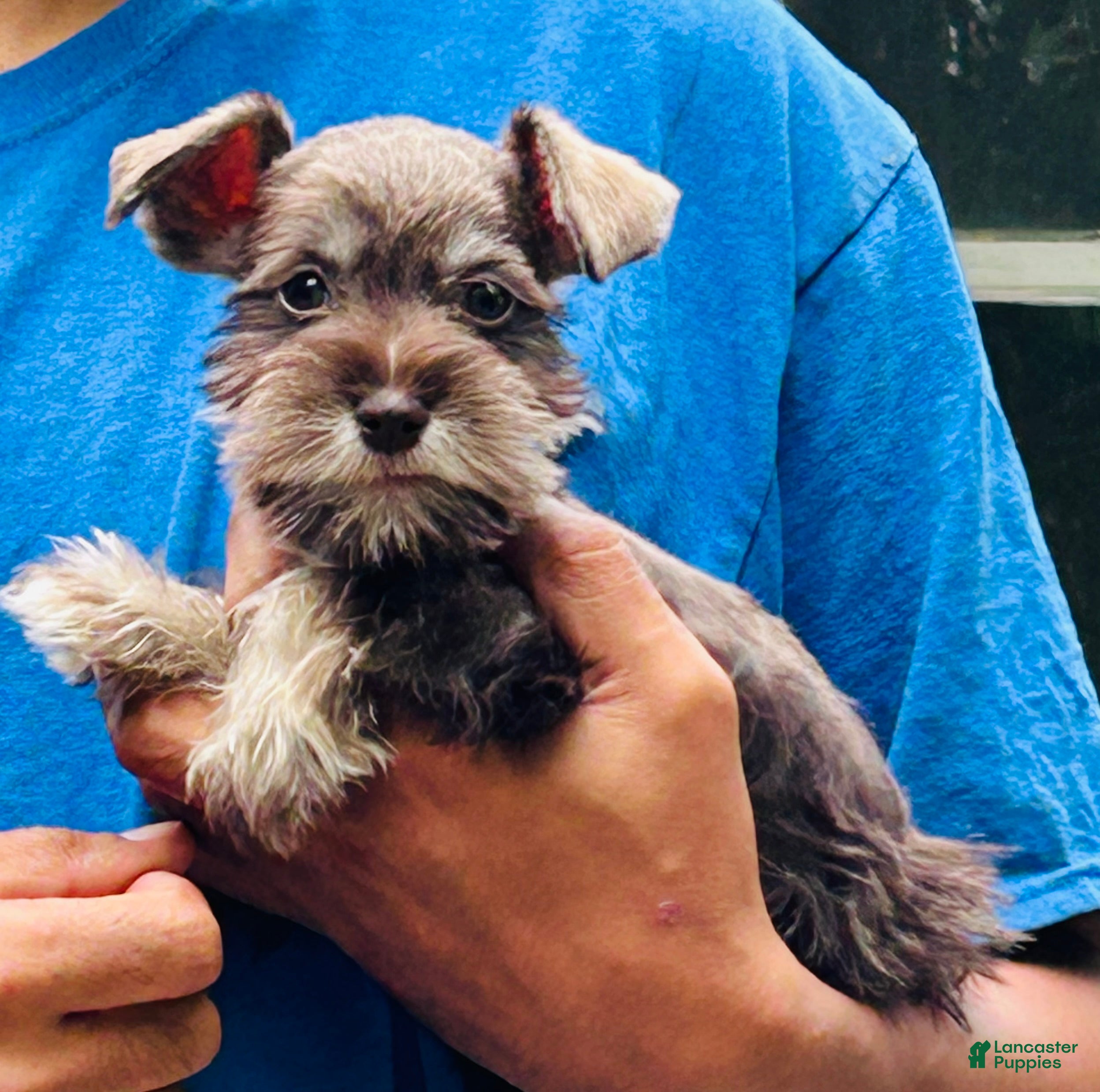 Miniature Schnauzer dogs Tiny - Ad 10