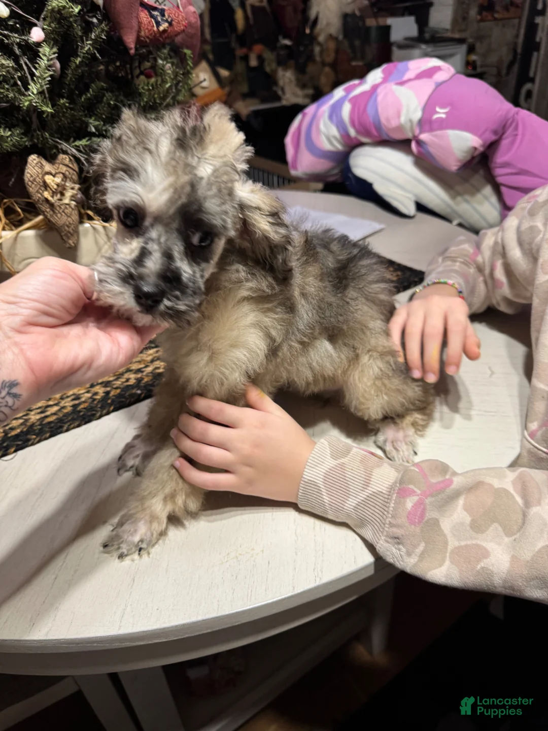 Toy Poodle dogs for sale: Toy Poodle Puppy 2 - Ad 1