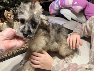 Toy Poodle dogs Toy Poodle Puppy 2 - Ad 11