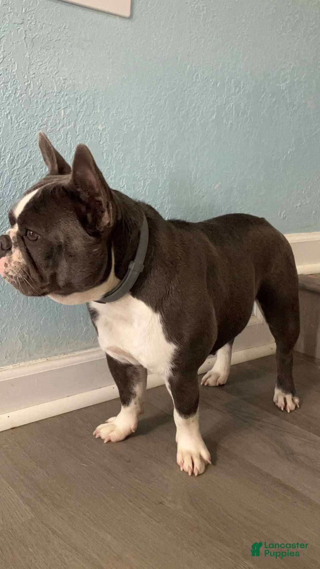 French Bulldog dogs for sale: PET ONLY Lilac and white  - Ad 19