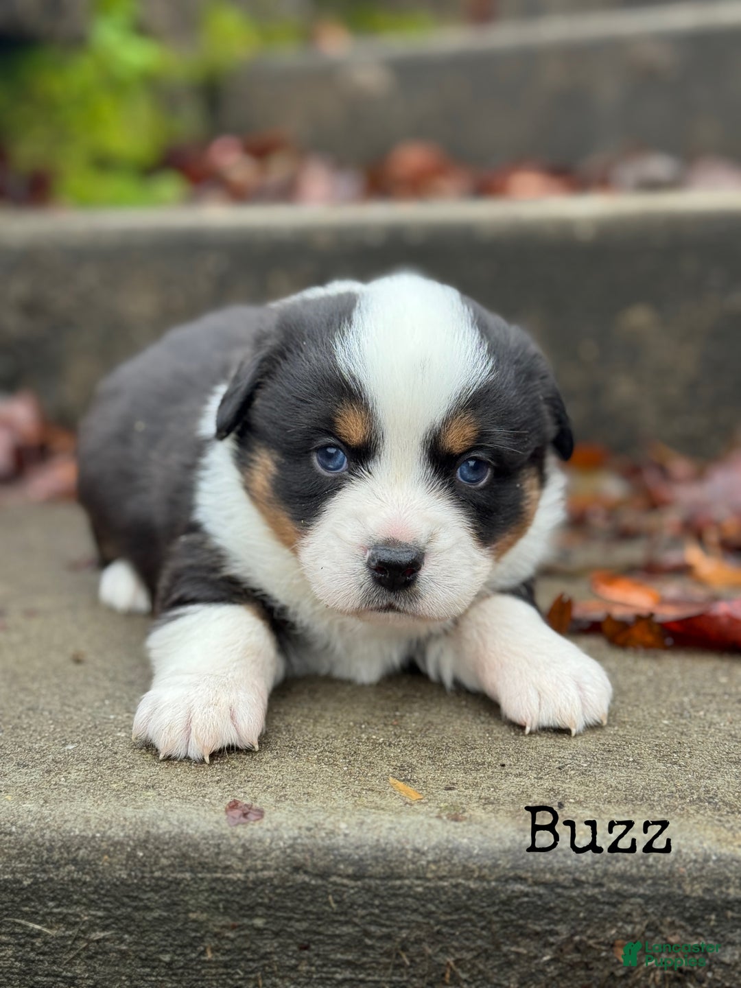 Mixed Breed dogs for sale: Buzz - Ad 4