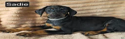 Doberman Pinscher dogs for sale: Sadie - Ad 5
