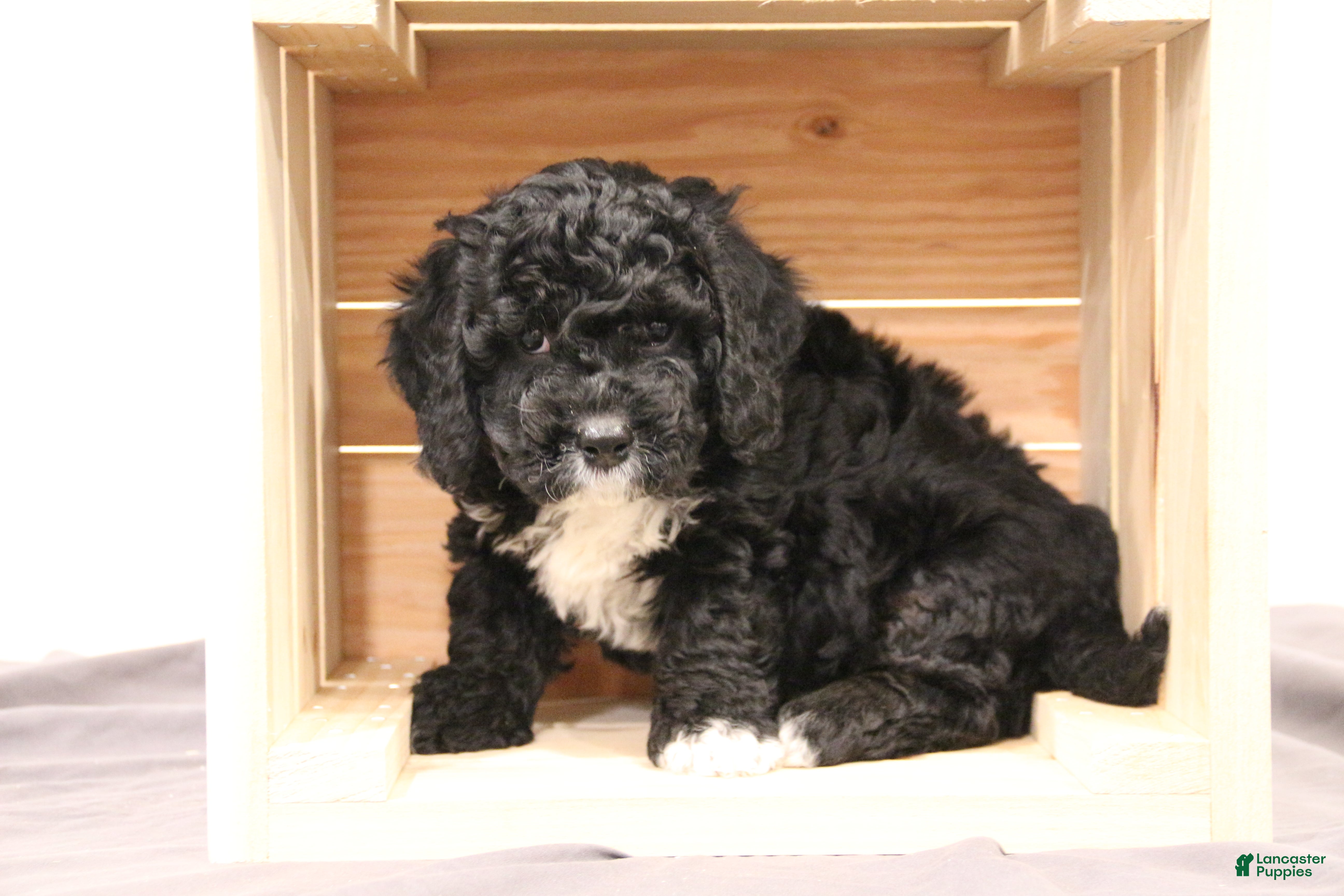 Mini Bernedoodle dogs for sale: Rocky - Ad 2
