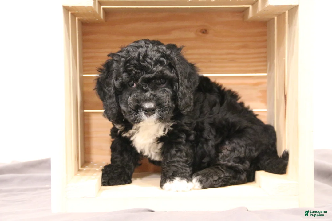 Mini Bernedoodle dogs for sale: Rocky - Ad 1