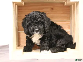 Mini Bernedoodle dogs for sale: Rocky - Ad 2