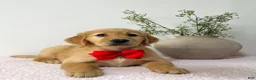Golden Retriever dogs for sale: Bella  - Ad 1
