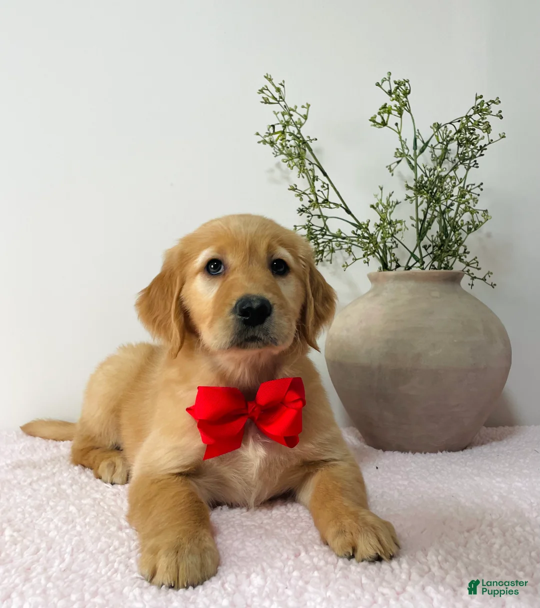 Golden Retriever dogs for sale: Bella  - Ad 1
