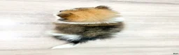 Pomeranian dogs for sale: Charlie - Ad 4