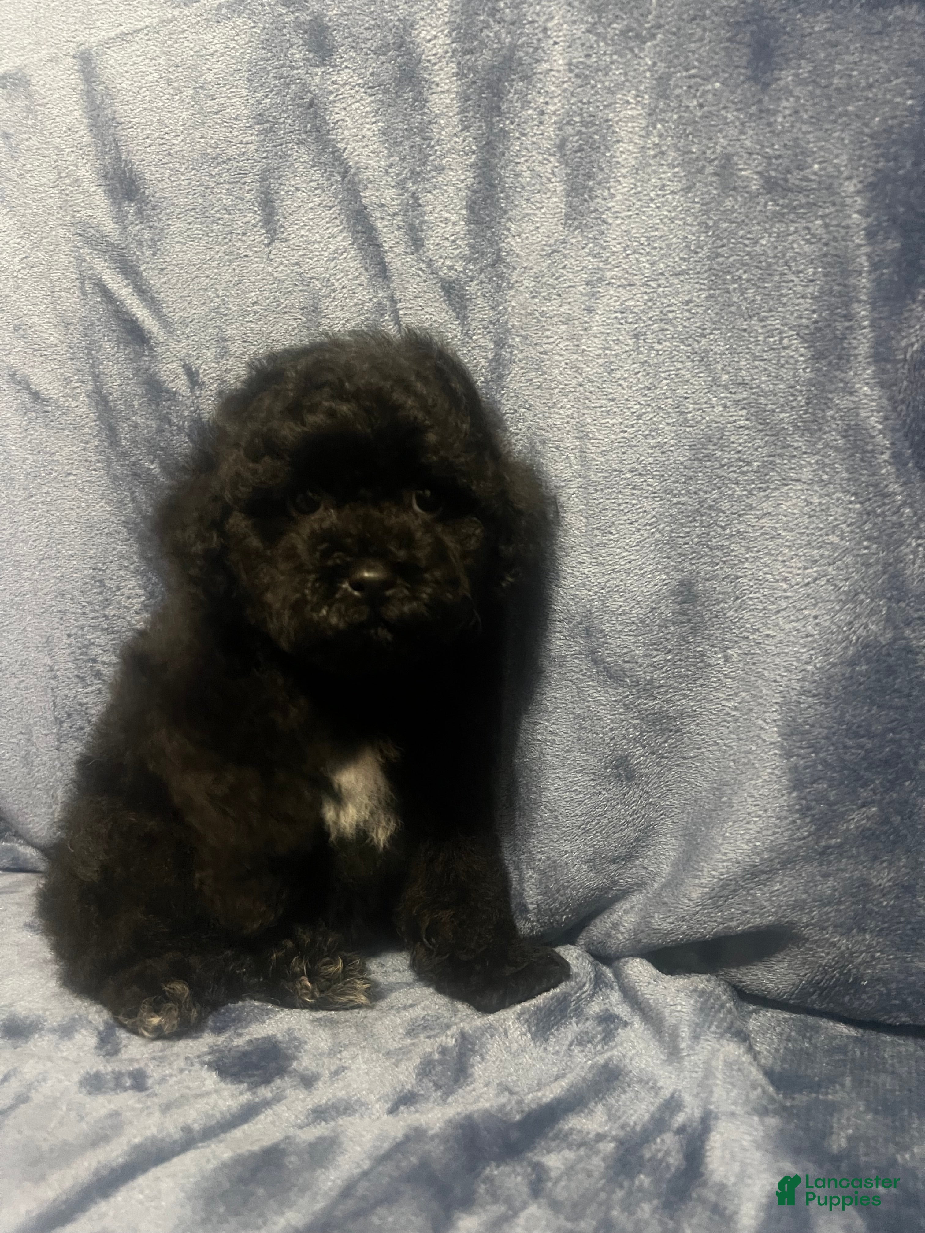 Miniature Poodle dogs Miniature Poodle 1 - Ad 2