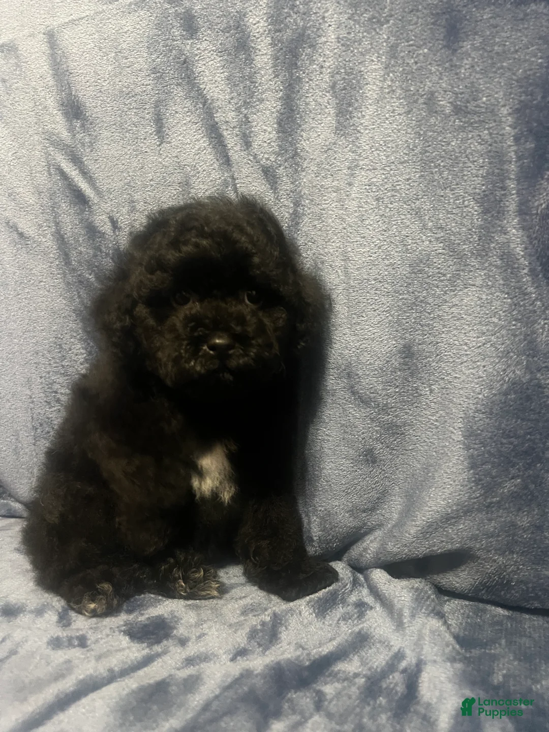 Miniature Poodle dogs for sale: Miniature Poodle 1 - Ad 2