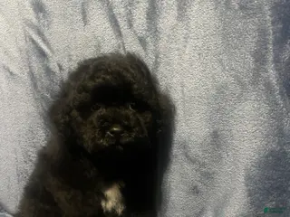 Miniature Poodle dogs Miniature Poodle 1 - Ad 2