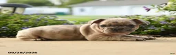 French Bulldog dogs for sale: Hugo - Ad 3