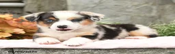 Mixed Breed dogs for sale: Nadia - Ad 2
