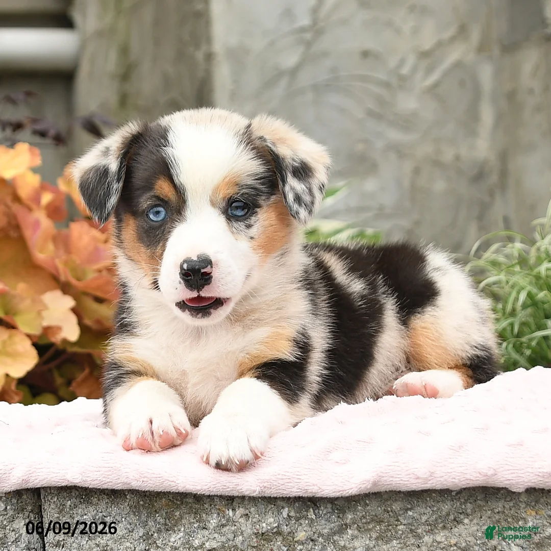 Mixed Breed dogs for sale: Nadia - Ad 2
