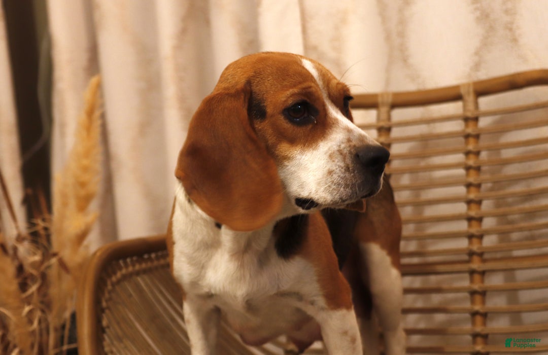 Puggle dogs for sale: Alice - Ad 4