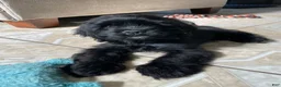 Cocker Spaniel dogs for sale: Steve - Ad 6