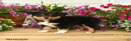 Toy Australian Shepherd dogs for sale: Andrea - Ad 3