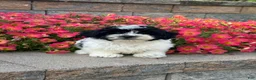 Mixed Breed dogs for sale: Ashton - Ad 3