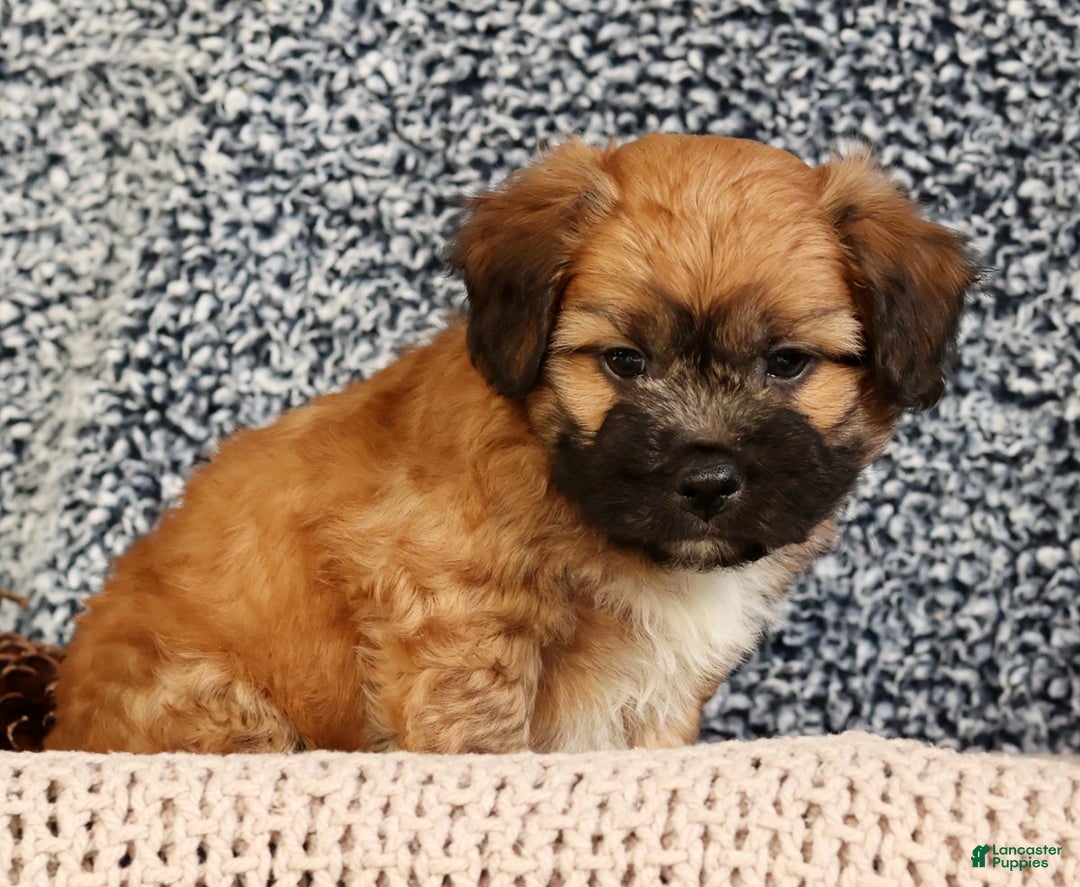 Mixed Breed dogs for sale: Jax - Ad 8