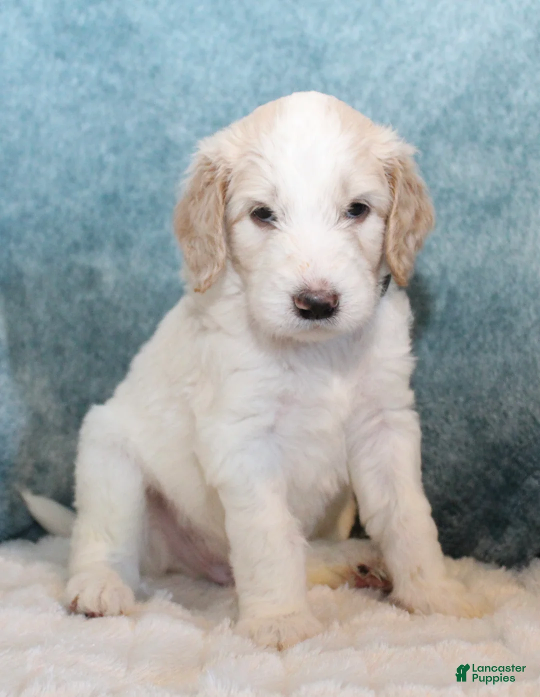 Goldendoodle dogs for sale: Max - Ad 1