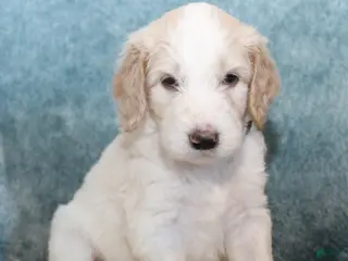 Goldendoodle dogs Max - Ad 26