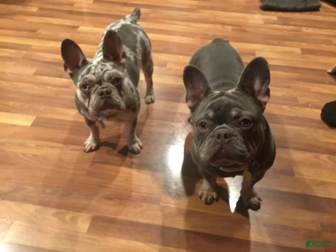 French Bulldog dogs for sale: French Bulldog Puppy 4 - Ad 2