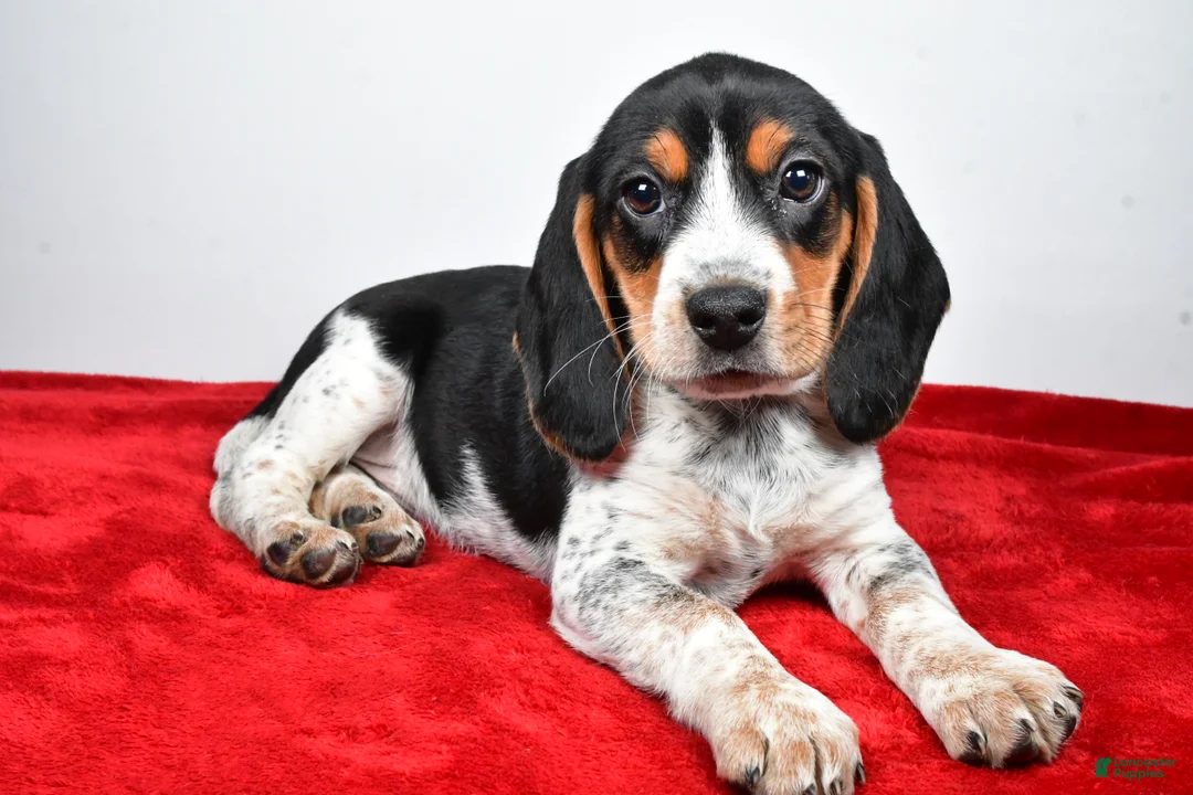 Beagle dogs for sale: Regina - Ad 11