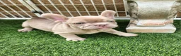 French Bulldog dogs for sale: Lilly  - Ad 7