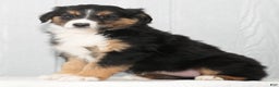 Australian Shepherd dogs for sale: Candy - Ad 8